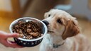 Young Dog Sniffs at Its Bowl