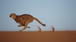 Cheetah