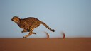 Cheetah
