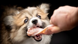 Welsh Pembroke Corgis that take a piece of meat from a person's hand