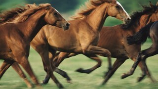 Herd of Horses Gallops