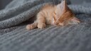 Small orange cat on a gray blanket