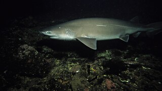 Bluntnose sixgill shark (Hexanchus griseus) in the water