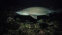 Bluntnose sixgill shark (Hexanchus griseus) in the water
