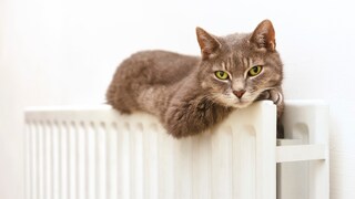 Cat Lies on the Heater