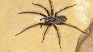 Giant European House Spider (Tegenaria gigantea, Tegenaria atrica), Female, Germany
