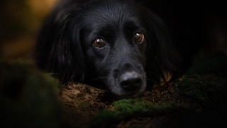Dog in the Dark