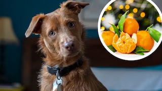 Dog With Mandarin