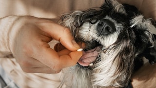 Dog Receiving a Pill