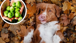 Small, round, green, and healthy—but can dogs eat these little sprouts too?