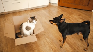 A cat sits in a box on the floor, while a pinscher looks at her.