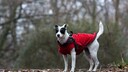 A Jack Russell Terrier in a winter coat