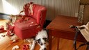 Naughty Dog Sits Next to a Destroyed Leather Armchair