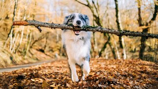 Border Collie Carries Huge Branch in Its Mouth