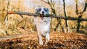 Border Collie Carries Huge Branch in Its Mouth