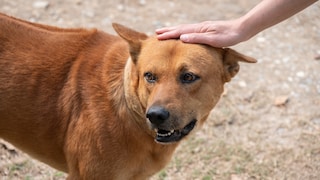 Ridgeback being petted on the head