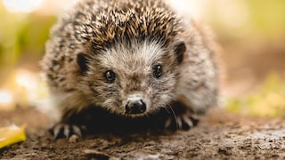 Little Hedgehog Looks at the Camera