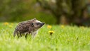 Hedgehog (Erinaceus europaeus) in a meadow with dandelions