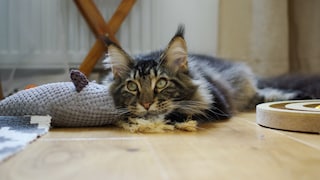 Cat Lies Bored Next to Toy on the Floor