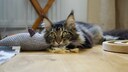 Cat Lies Bored Next to Toy on the Floor
