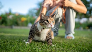 Cat Goes for a Walk on a Leash