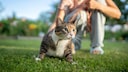 Cat Goes for a Walk on a Leash