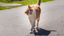 Cat Shakes Its Head, Walks on a Street