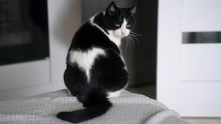 Black-and-white cat with yellow eyes looks into the camera