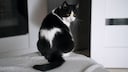 Black-and-white cat with yellow eyes looks into the camera