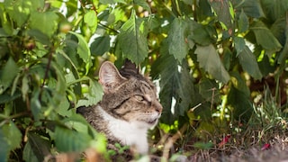 Side view of a tabby cat in the bushes