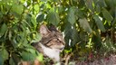 Side view of a tabby cat in the bushes