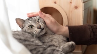 Cat Gets Petted on the Windowsill Despite Not Wanting It