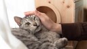 Cat Gets Petted on the Windowsill Despite Not Wanting It