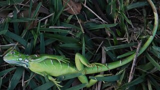 A sedated iguana lies in Cherry Creek Park, Florida