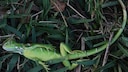 A sedated iguana lies in Cherry Creek Park, Florida