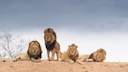 Four Lions of Varying Ages
