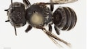 an illustration of the newly discovered Lucifer bee