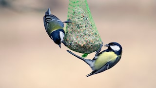 Two tits are perched on a suet ball.