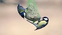 Two tits are perched on a suet ball.