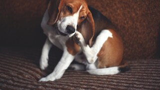 Dog Scratches Itself on the Sofa