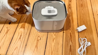 Remo with the Petlibro Dockstream 2