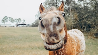 The horse is curious.