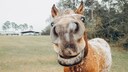 The horse is curious.