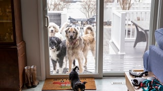 Dogs standing behind the patio door and a dog inside stretching