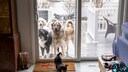 Dogs standing behind the patio door and a dog inside stretching
