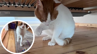 Remo has a swollen paw and is limping.