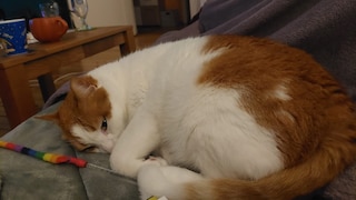 Cat Remo cuddles on the couch