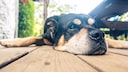 A study of Rottweilers that are over 13 years old now reveals the secrets to a long life.
