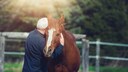 Horse and Man in Sunlight Rays
