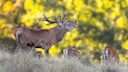 Red Deer in Nature